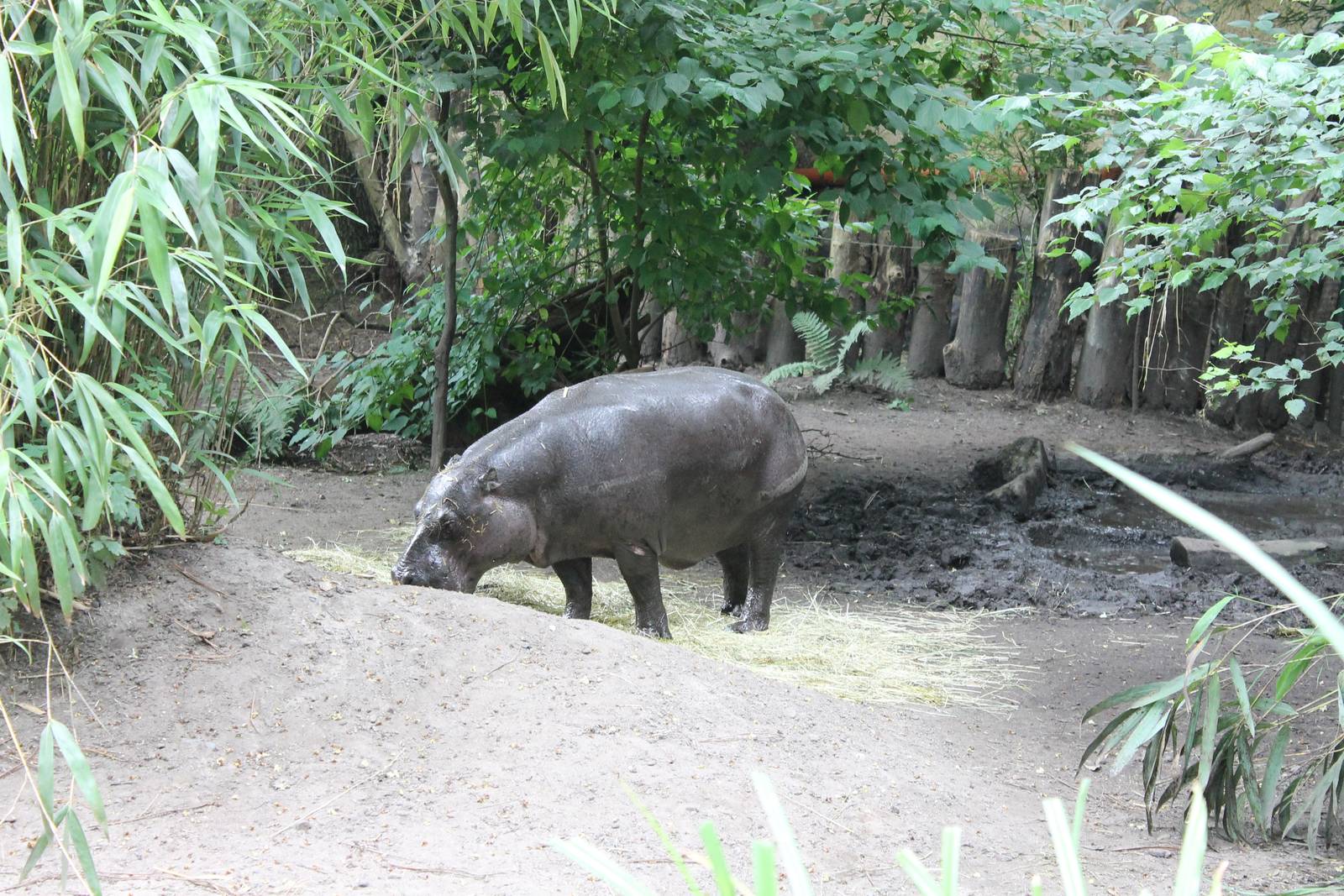 ?quatorium : Pygmy hippo