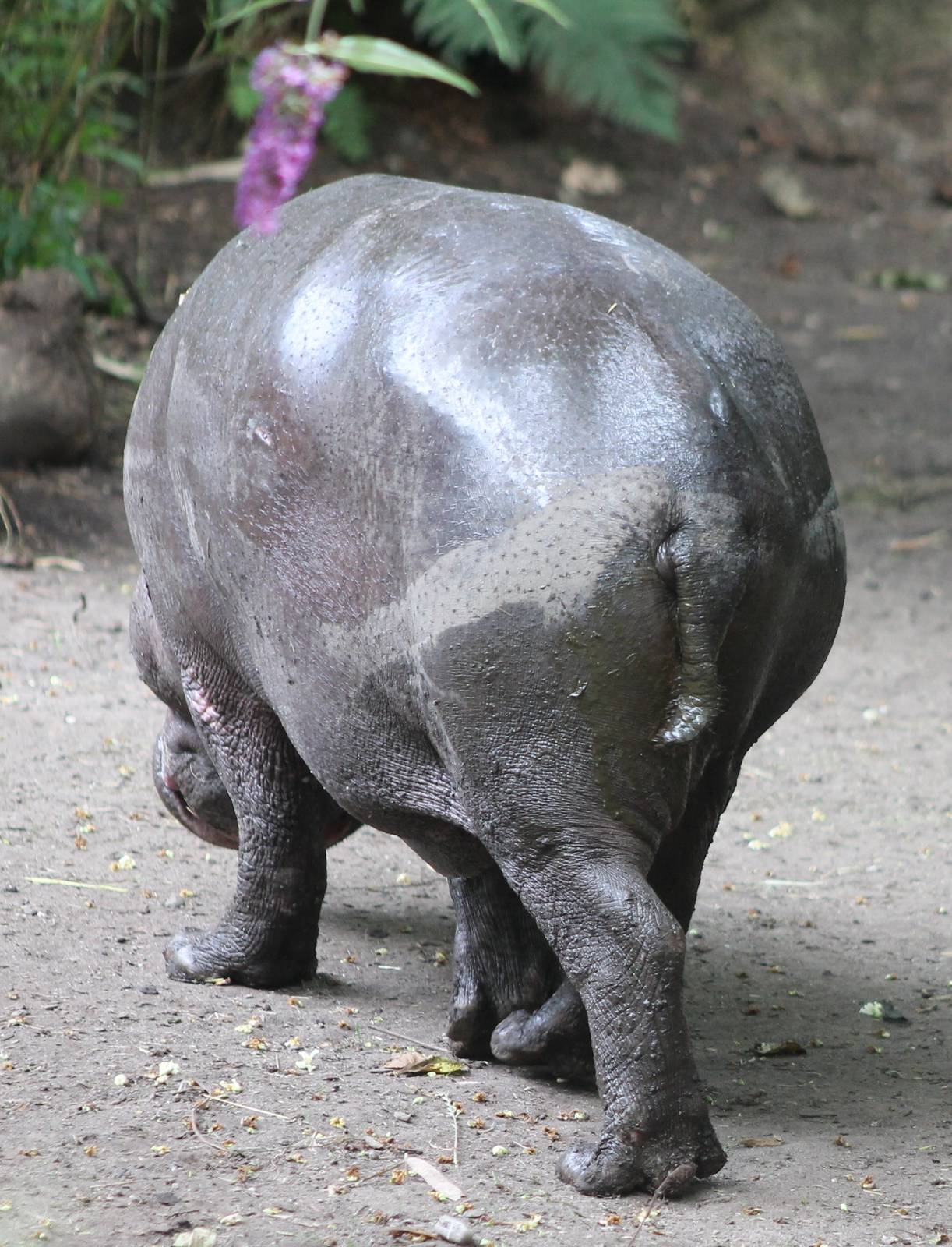 ?quatorium : Pygmy hippo
