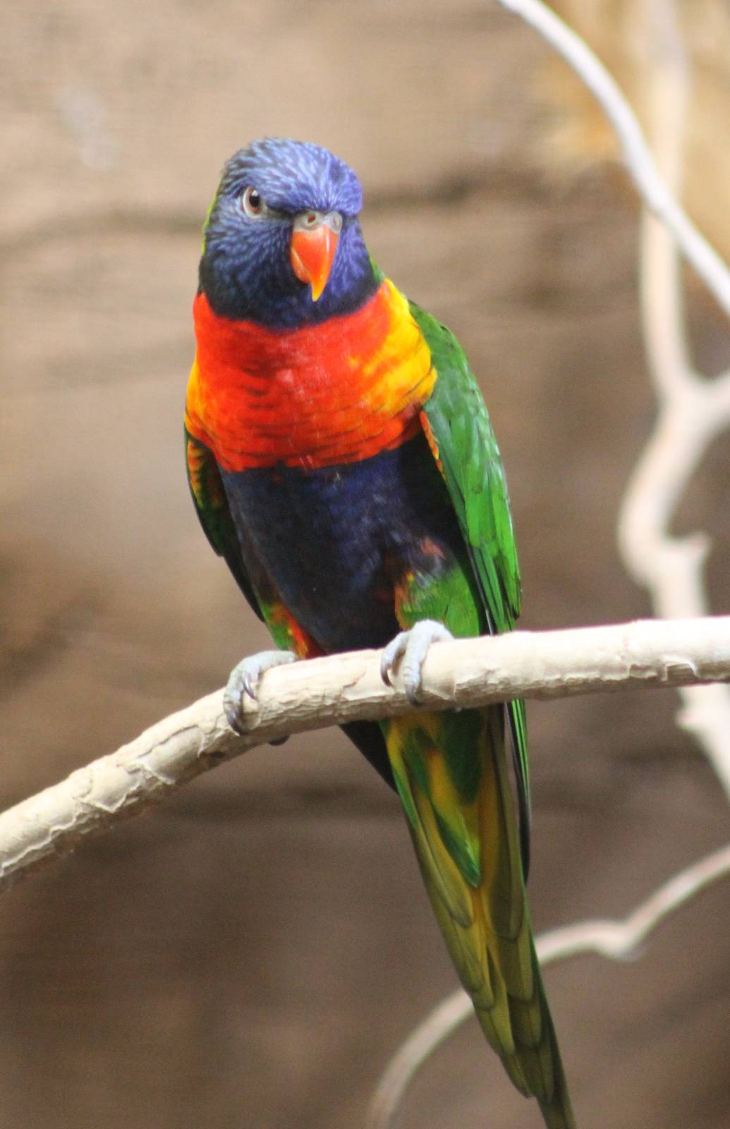 ?quatorium : Rainbow lorikeet