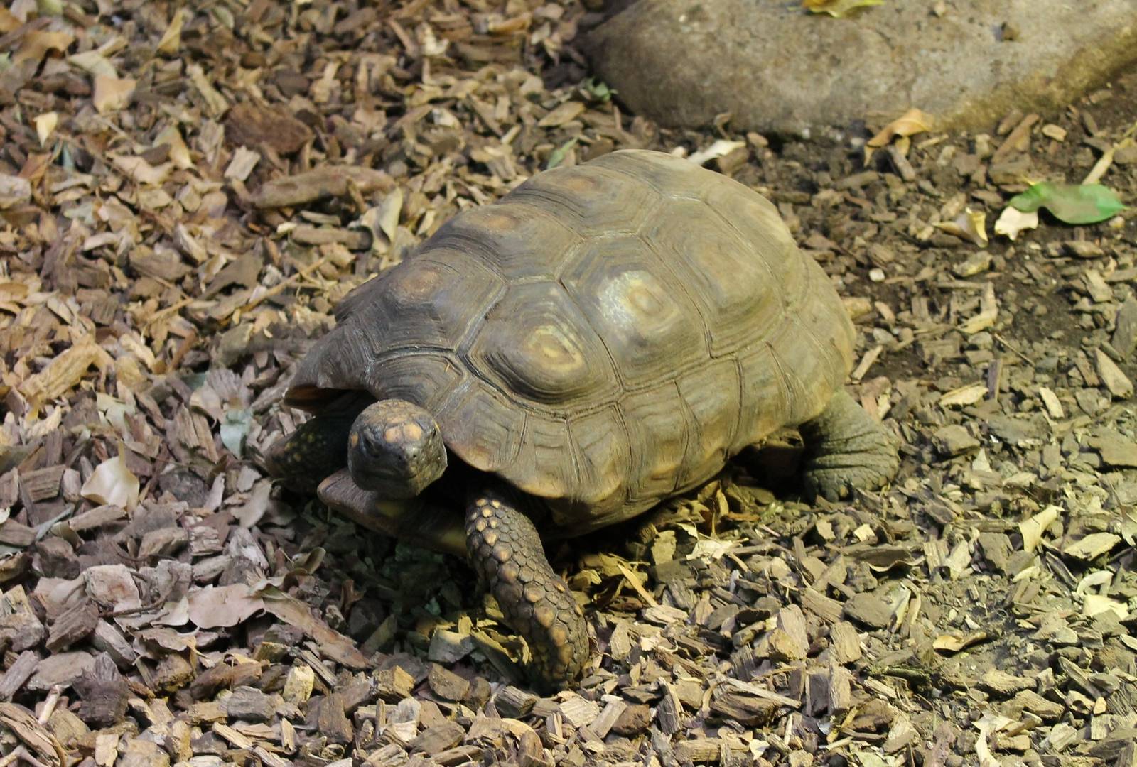 ?quatorium : Red-footed tortoise