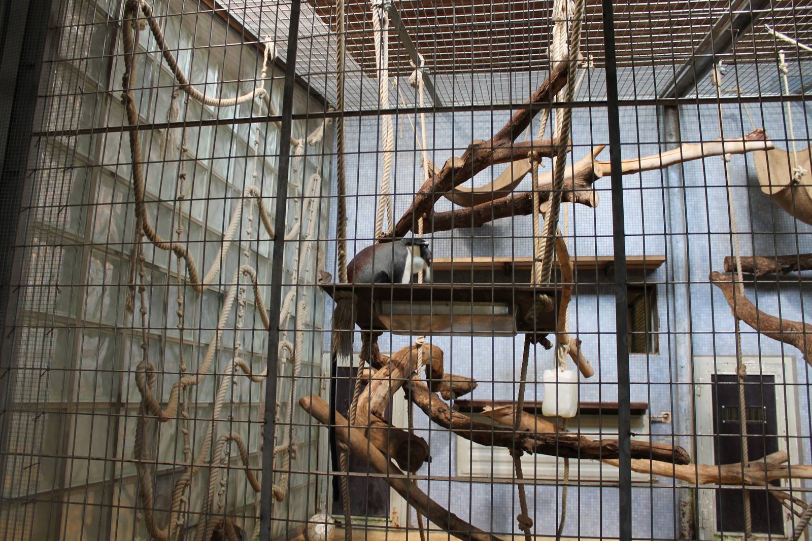 ?quatorium : Roloway monkey