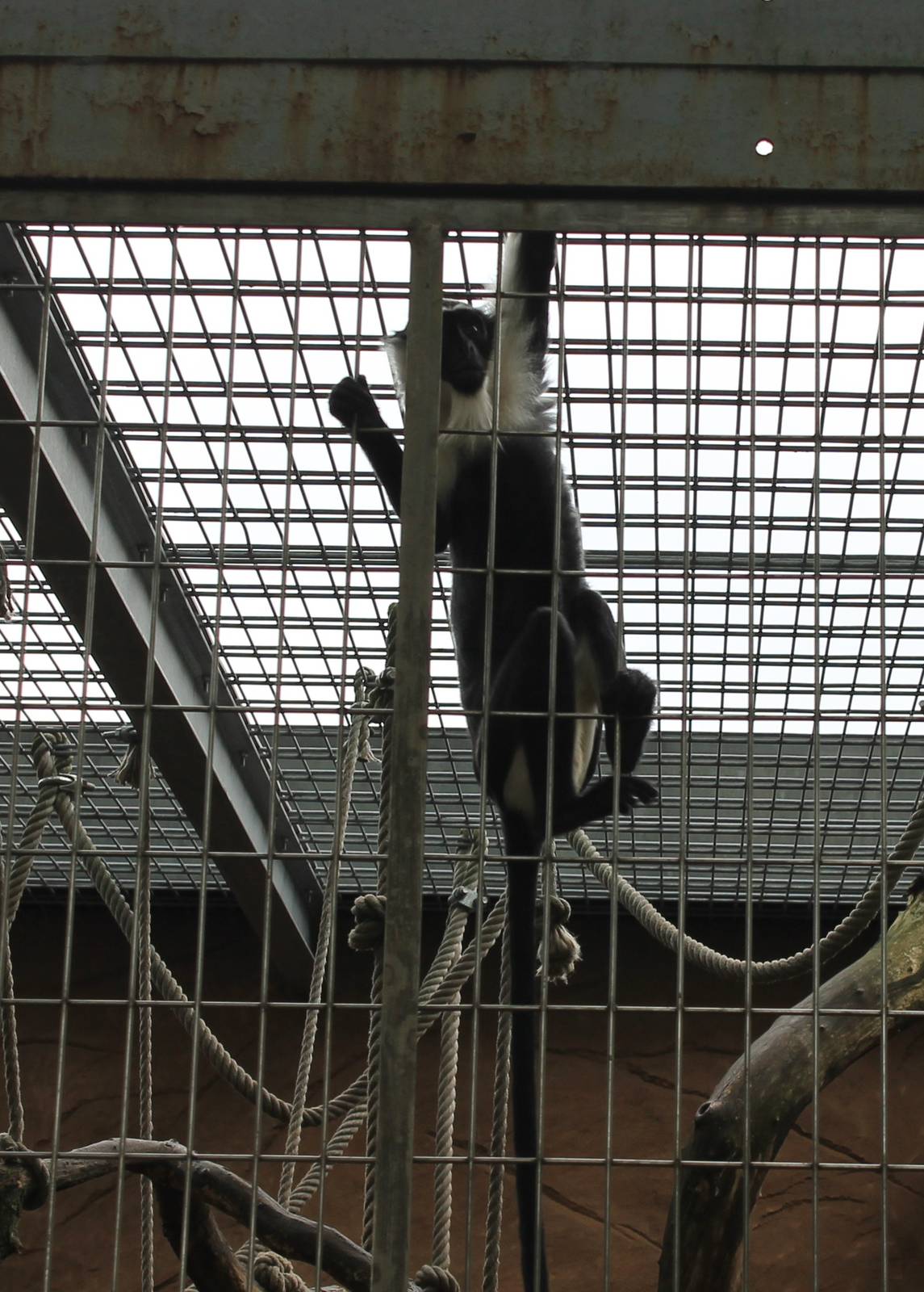 ?quatorium : Roloway monkey