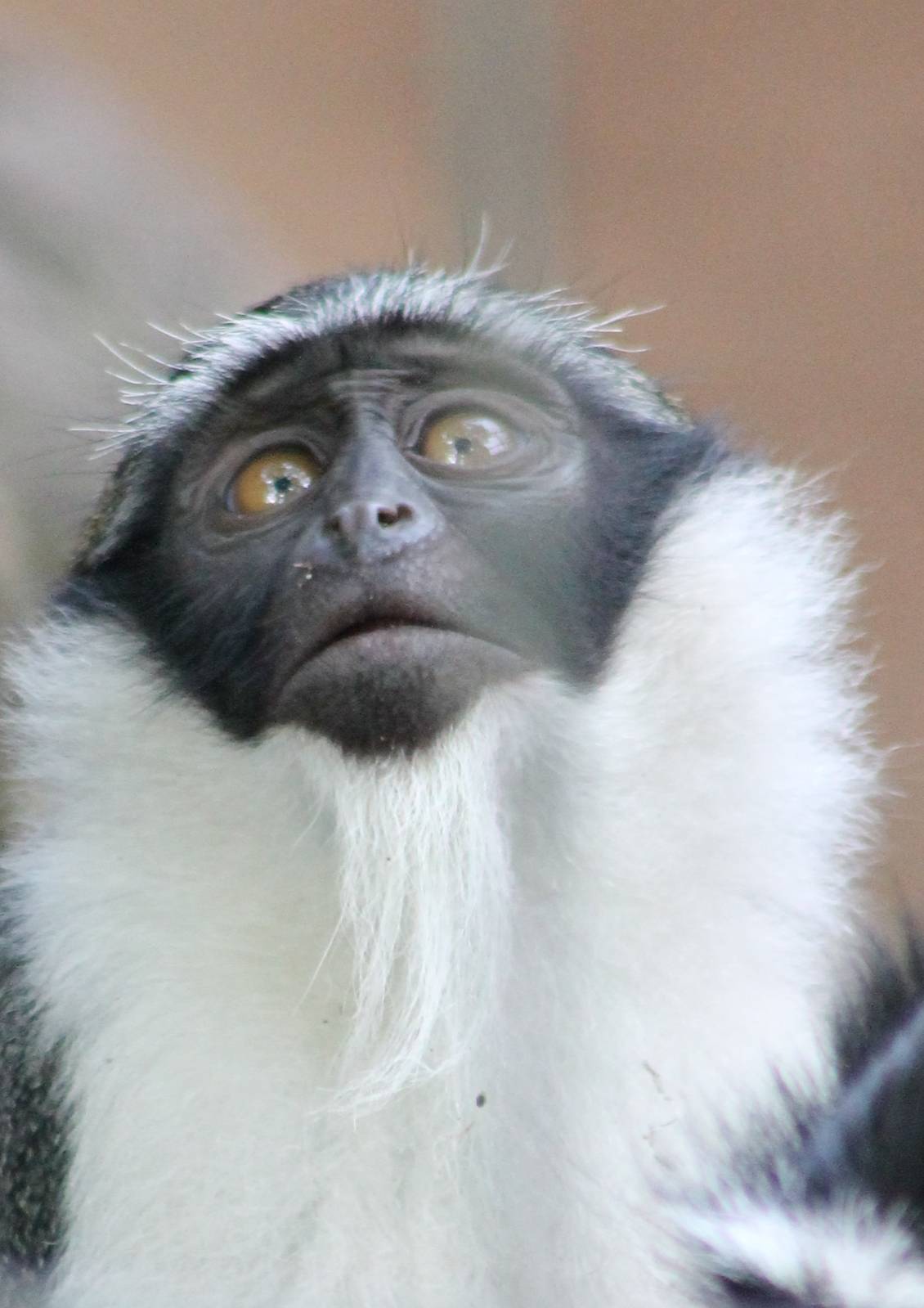 ?quatorium : Roloway monkey