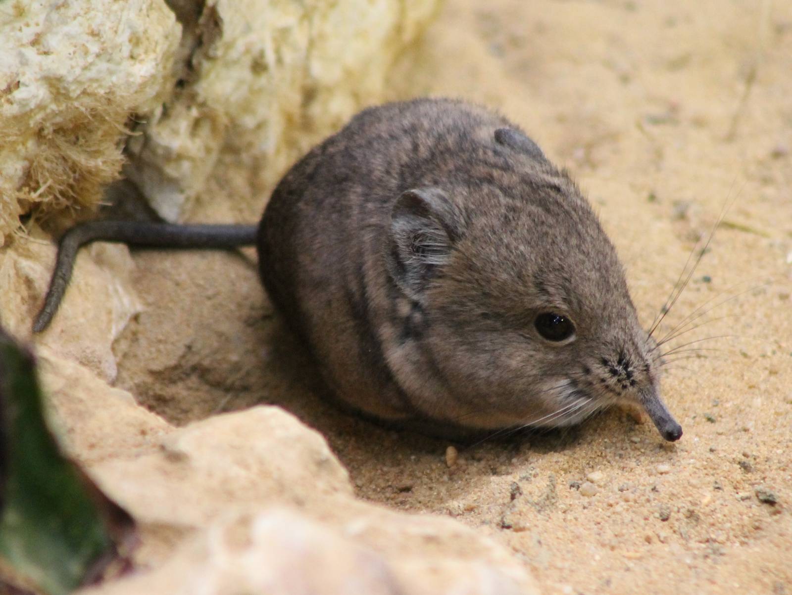 ?quatorium : Round-eared elephant shrew