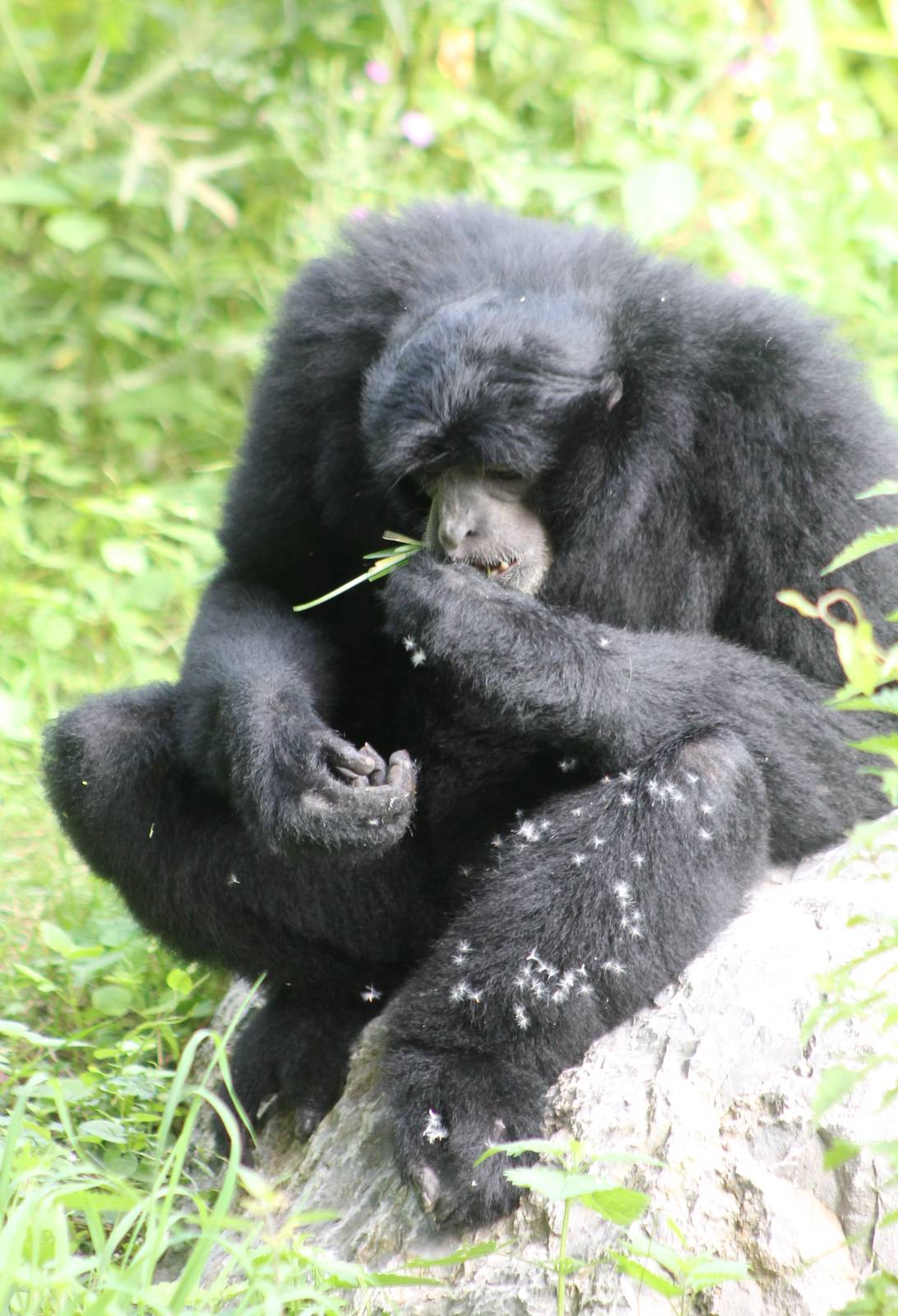 ?quatorium : Siamang