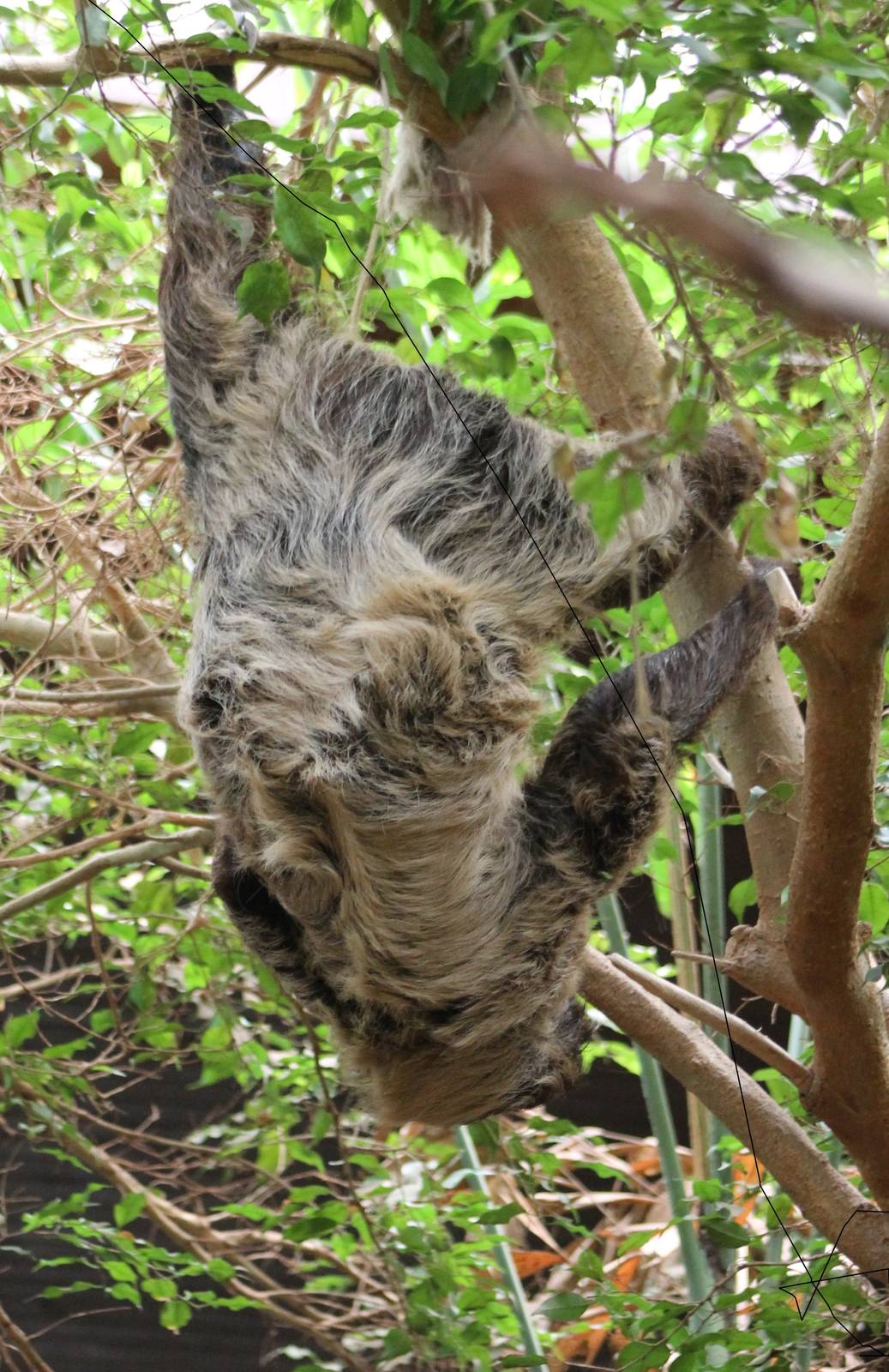 ?quatorium : Two-toed sloth