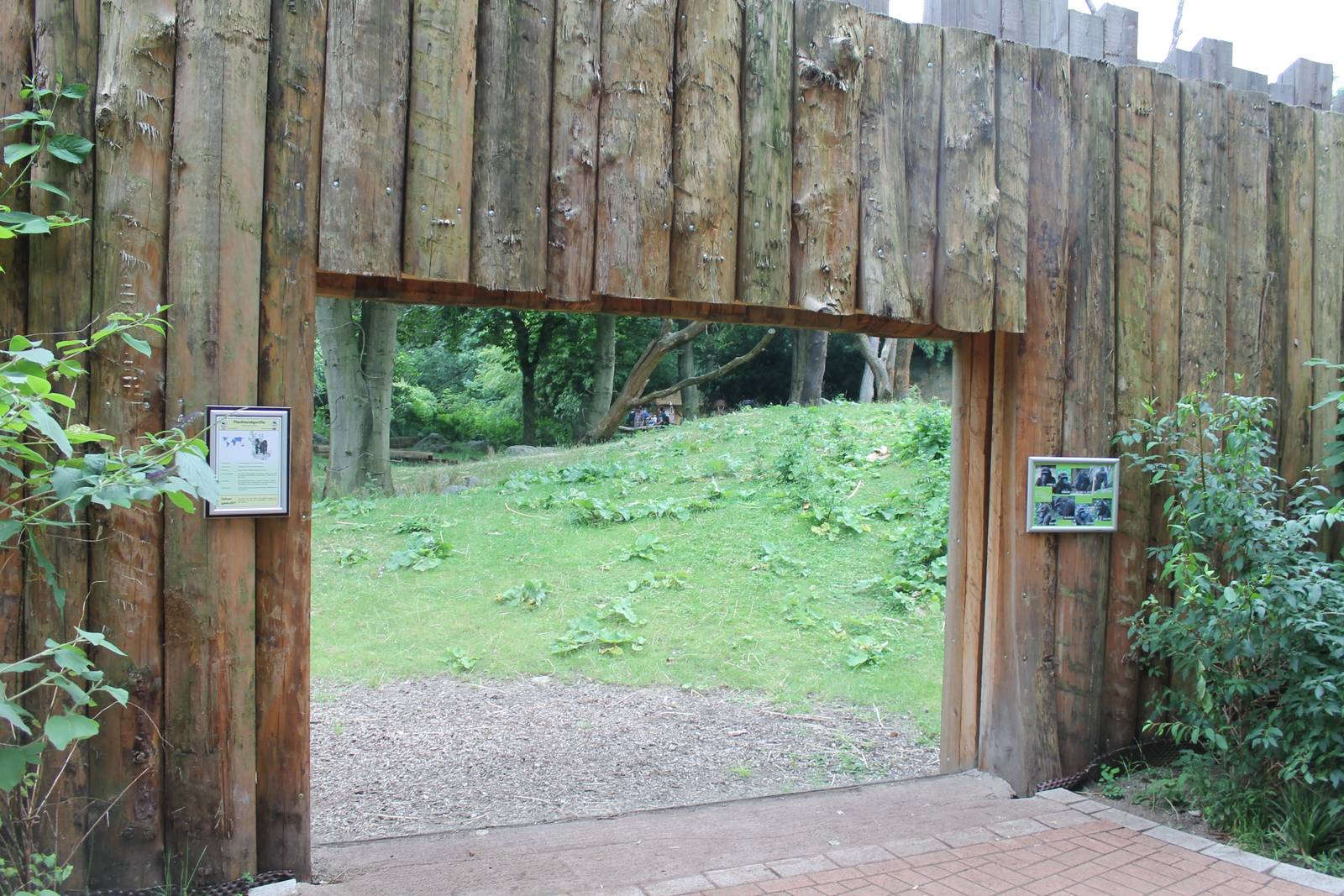 ?quatorium : Viewing-point into the gorilla outdoor enclosure