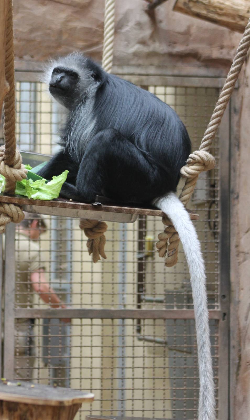 ?quatorium : Western black and white colobus