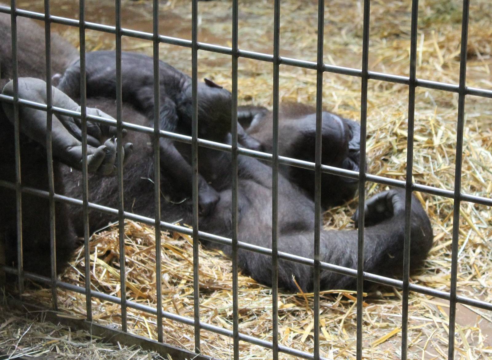 ?quatorium : Western lowland gorilla with baby