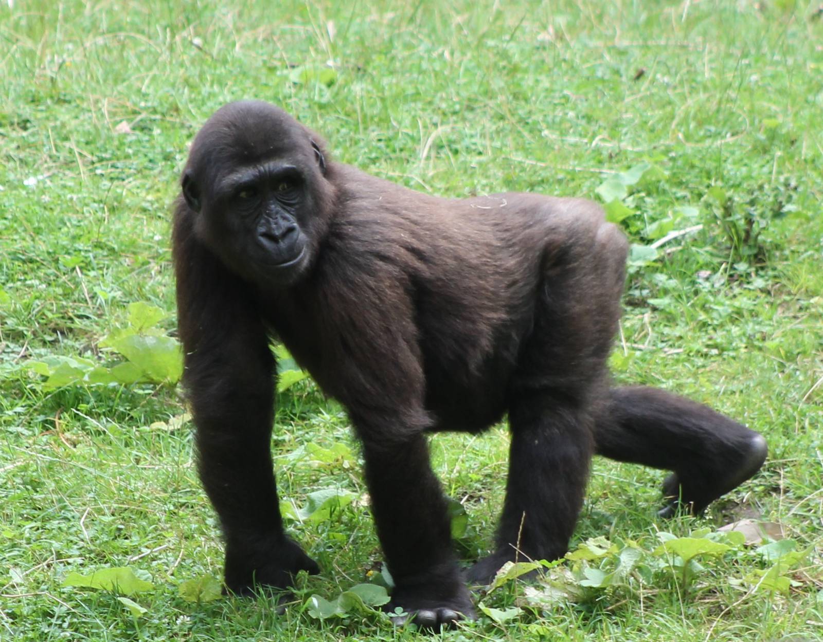?quatorium : Western lowland gorilla