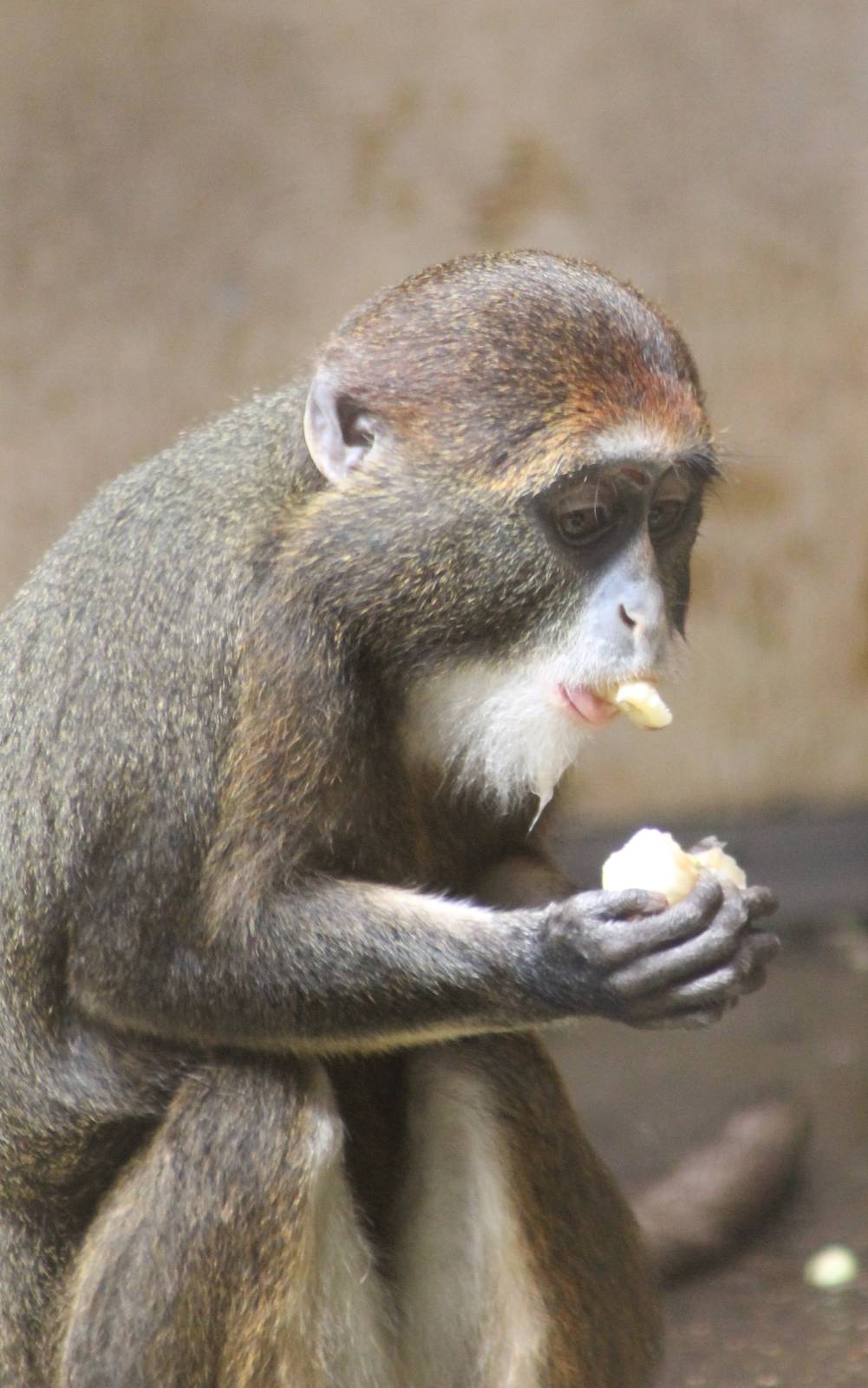 ?quatorium : young DeBrazza monkey
