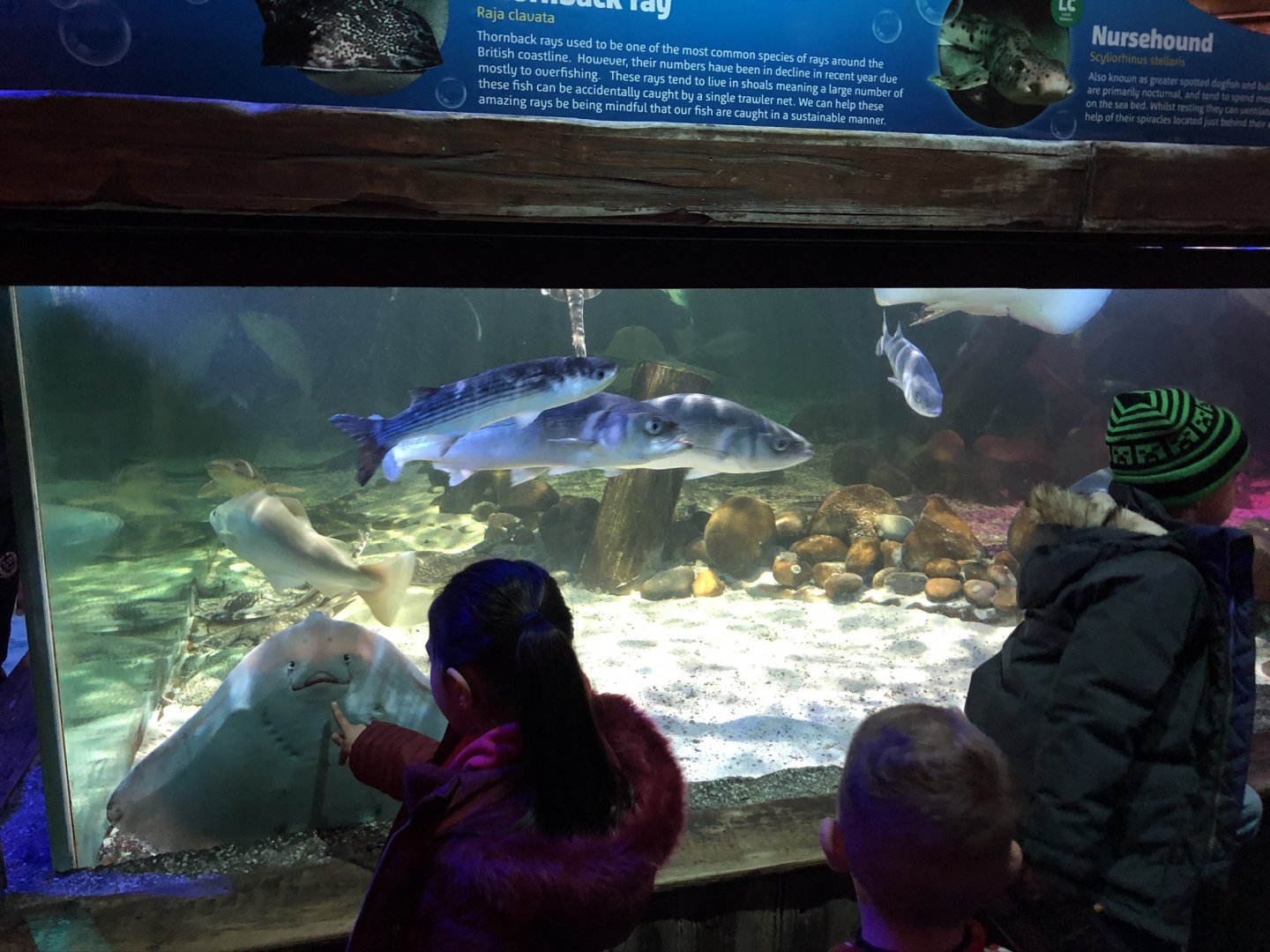 Quayside Tank at SEA LIFE Blackpool