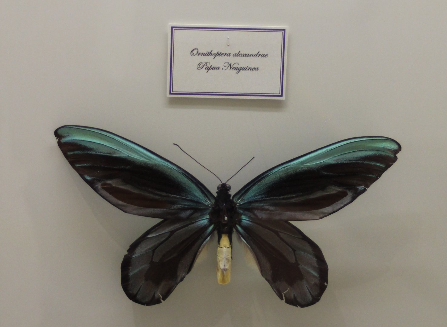 Queen Alexandrs's birdwing - Ornithoptera alexandrae