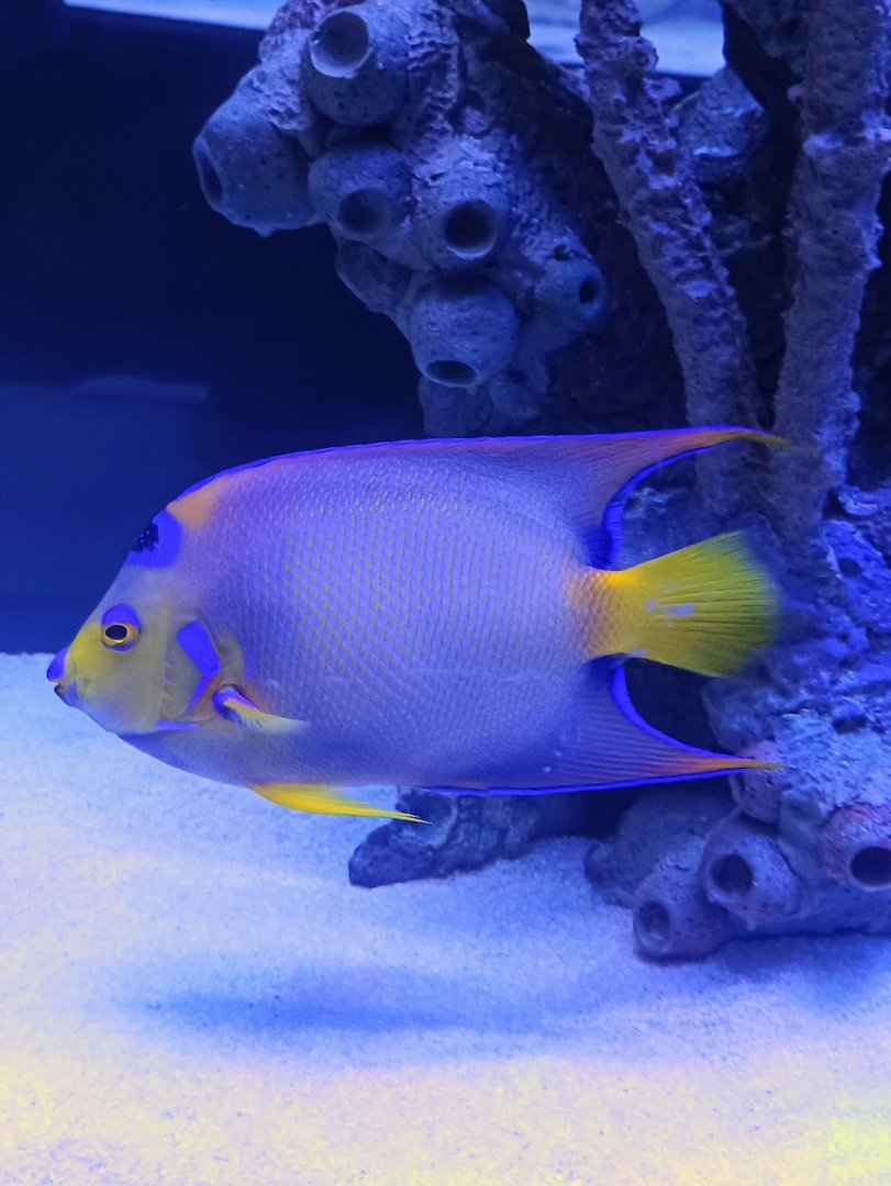 Queen Angelfish (6/21/25)
