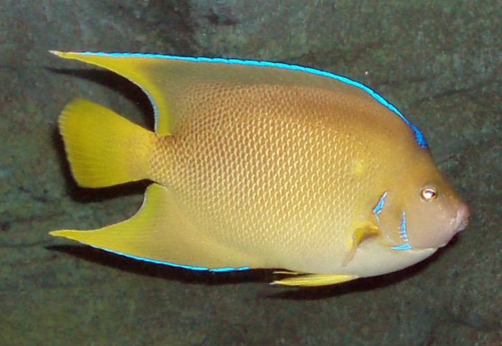 Queen Angelfish (Holacanthus ciliaris)