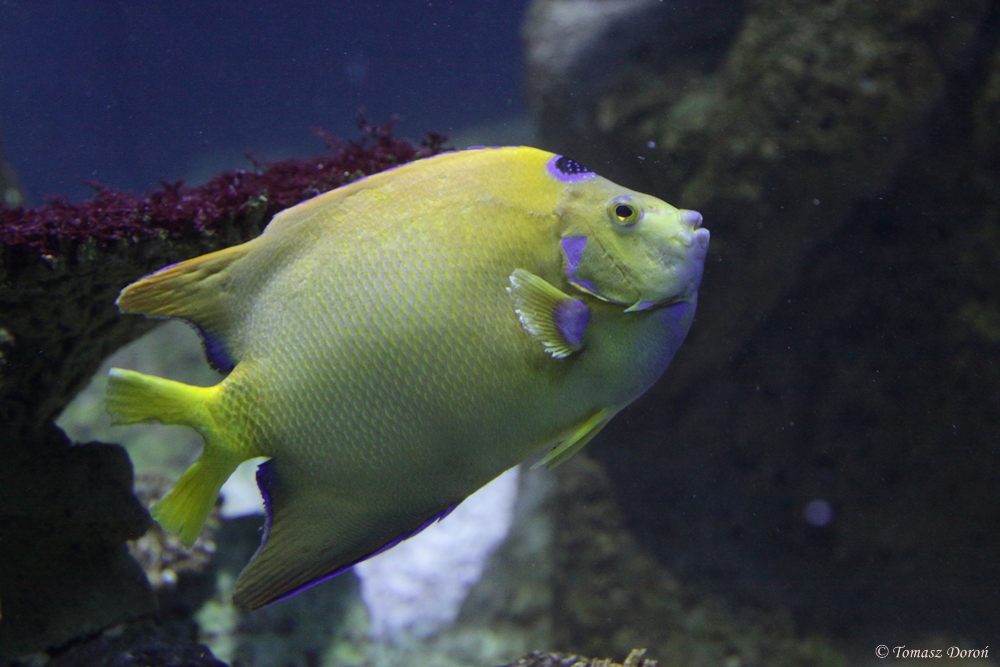 Queen Angelfish (Holacanthus ciliaris)