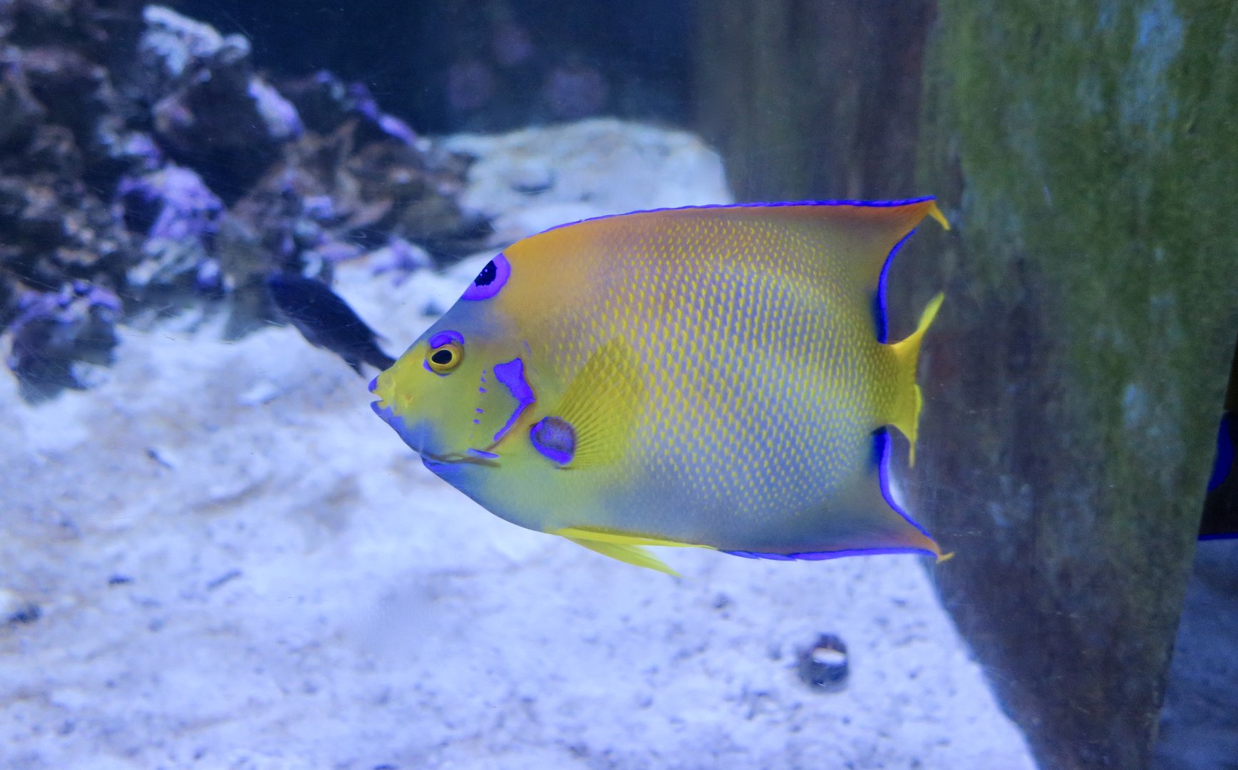 Queen Angelfish (Holacanthus ciliaris)