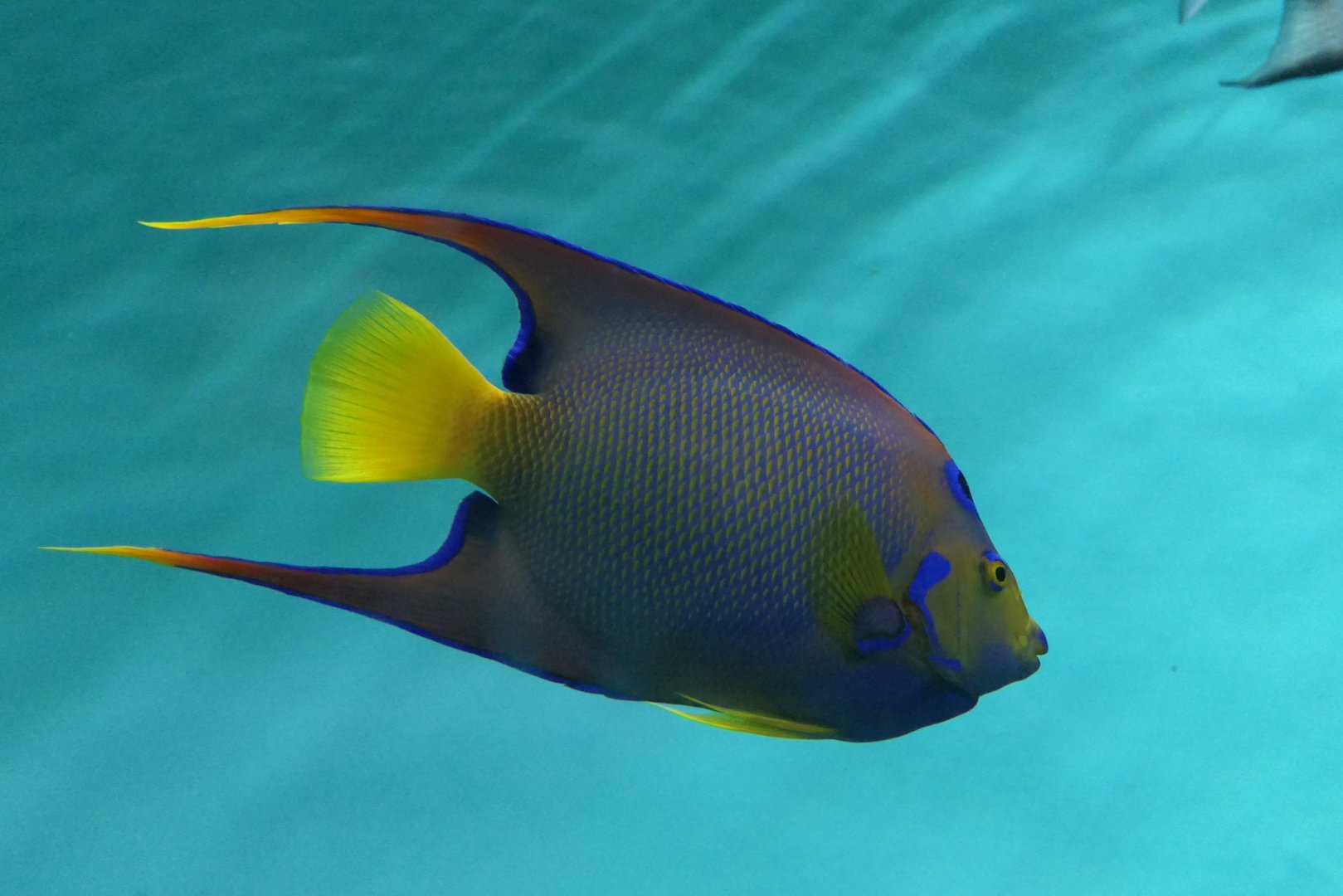 Queen Angelfish (Holacanthus ciliaris)