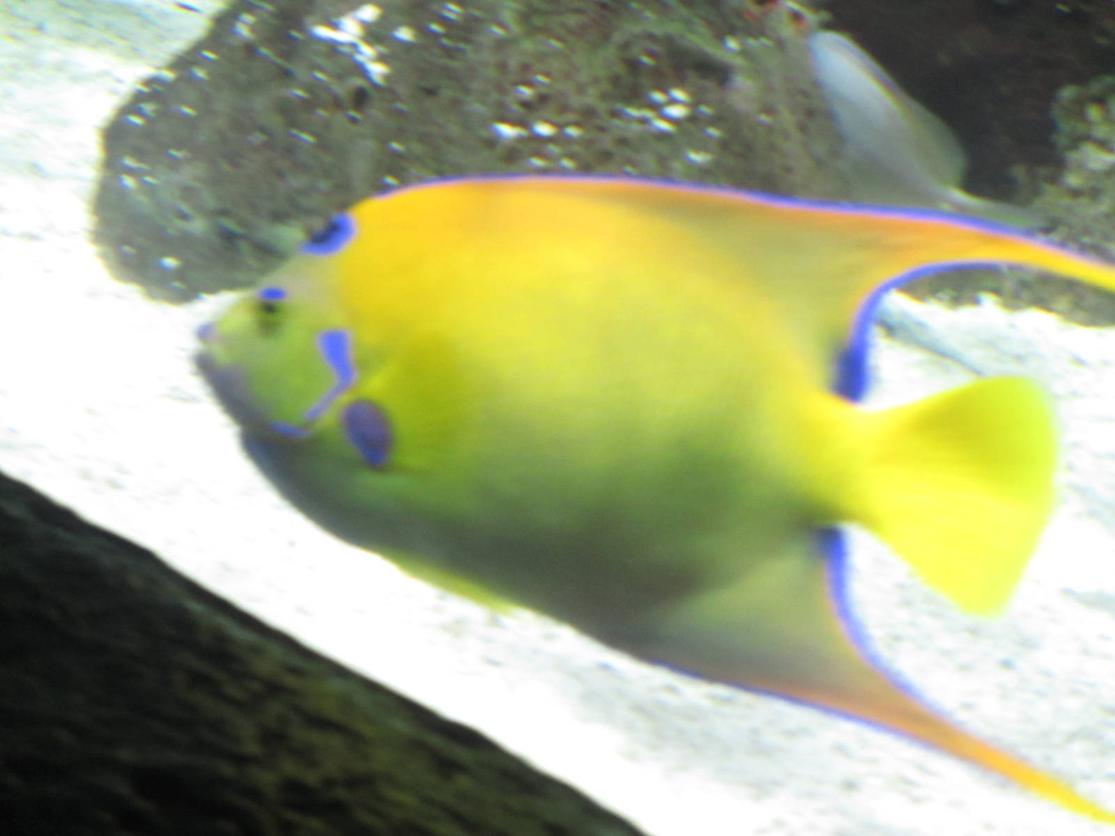 Queen Angelfish
