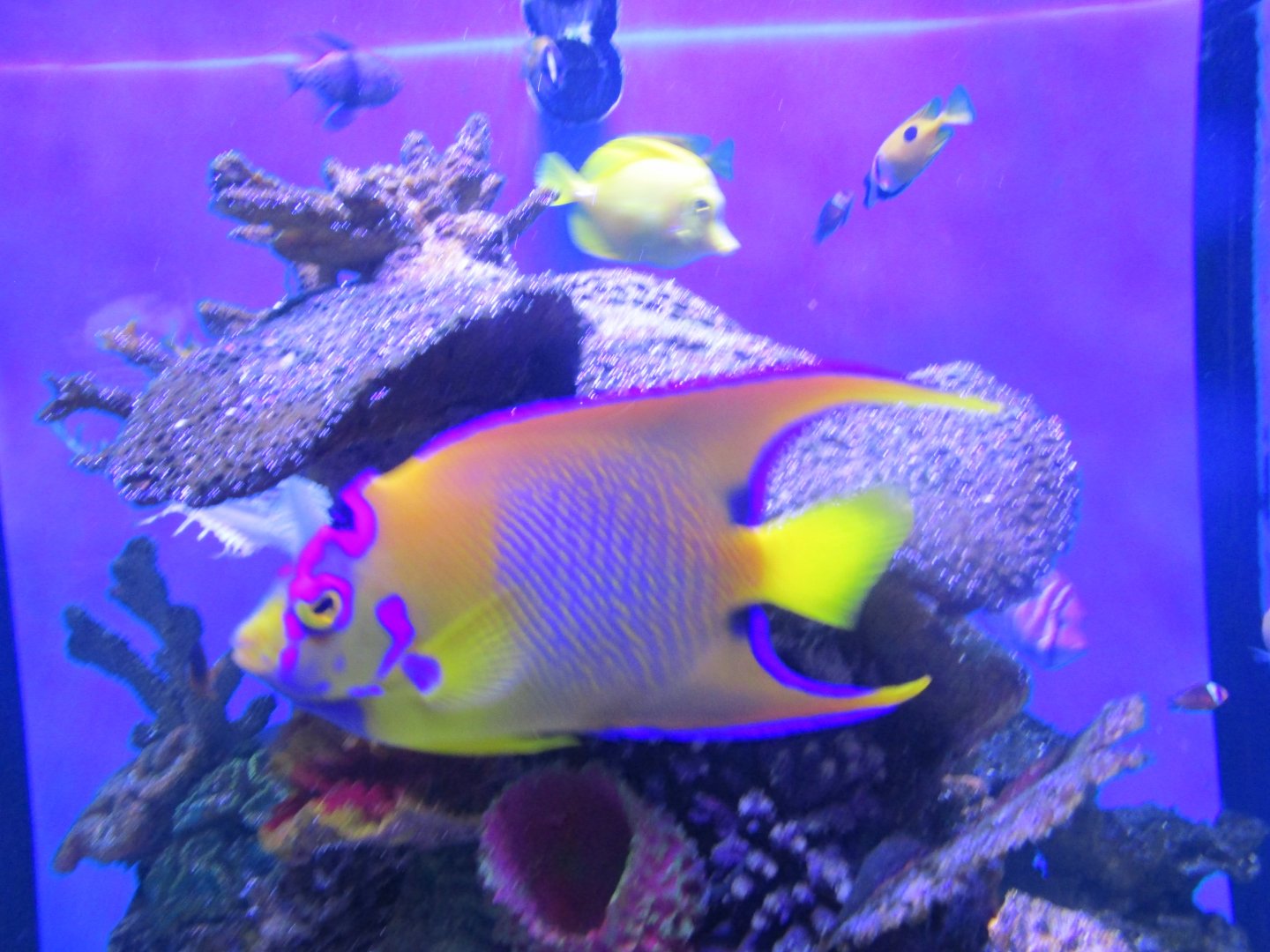 queen angelfish