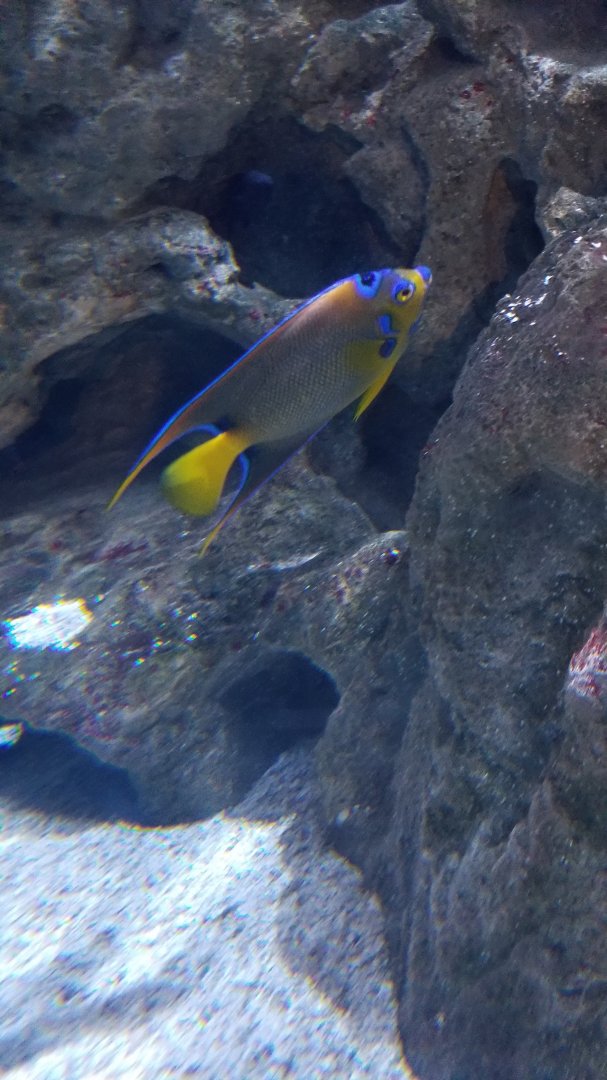 Queen Angelfish