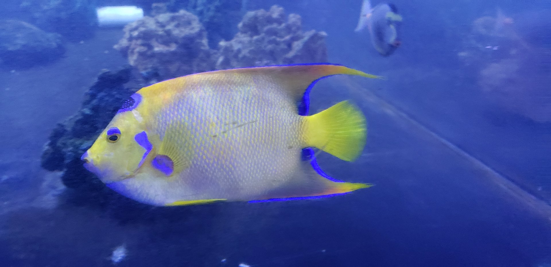 Queen Angelfish