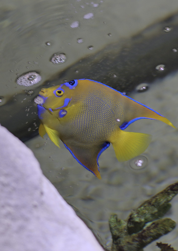 Queen angelfish