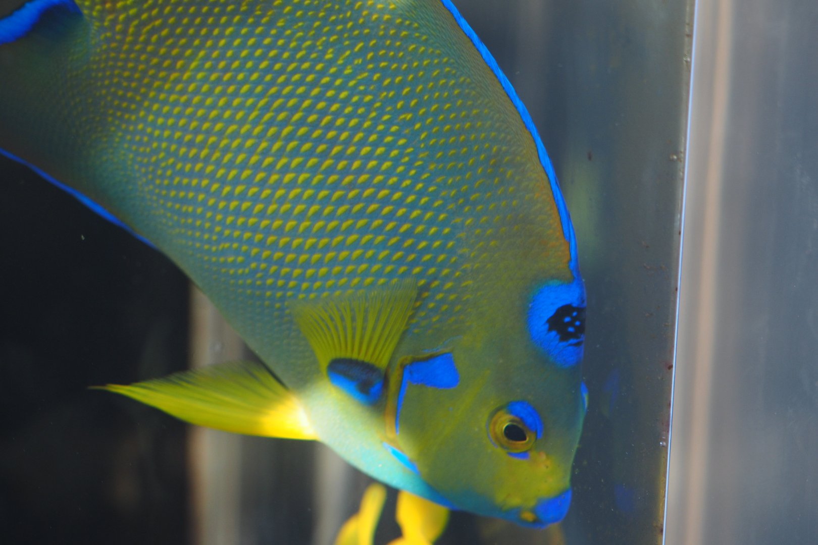 Queen angelfish