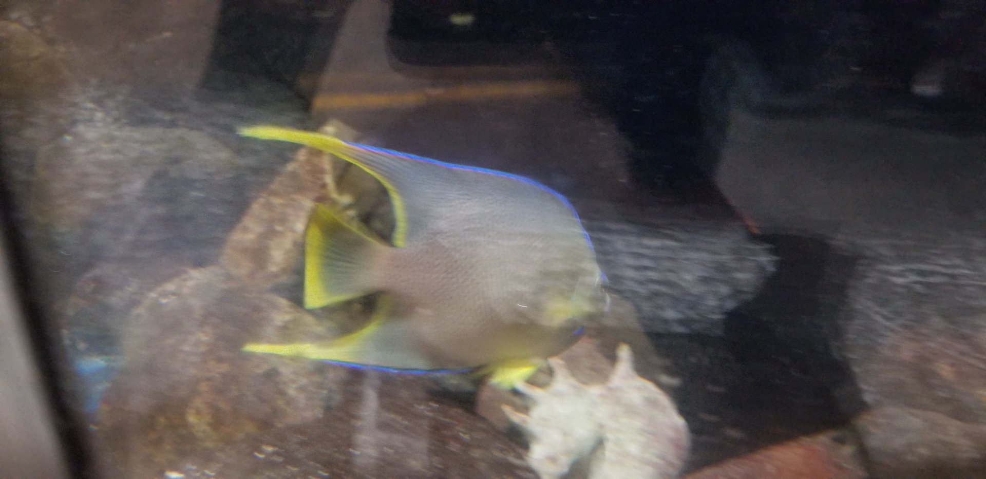 Queen Angelfish