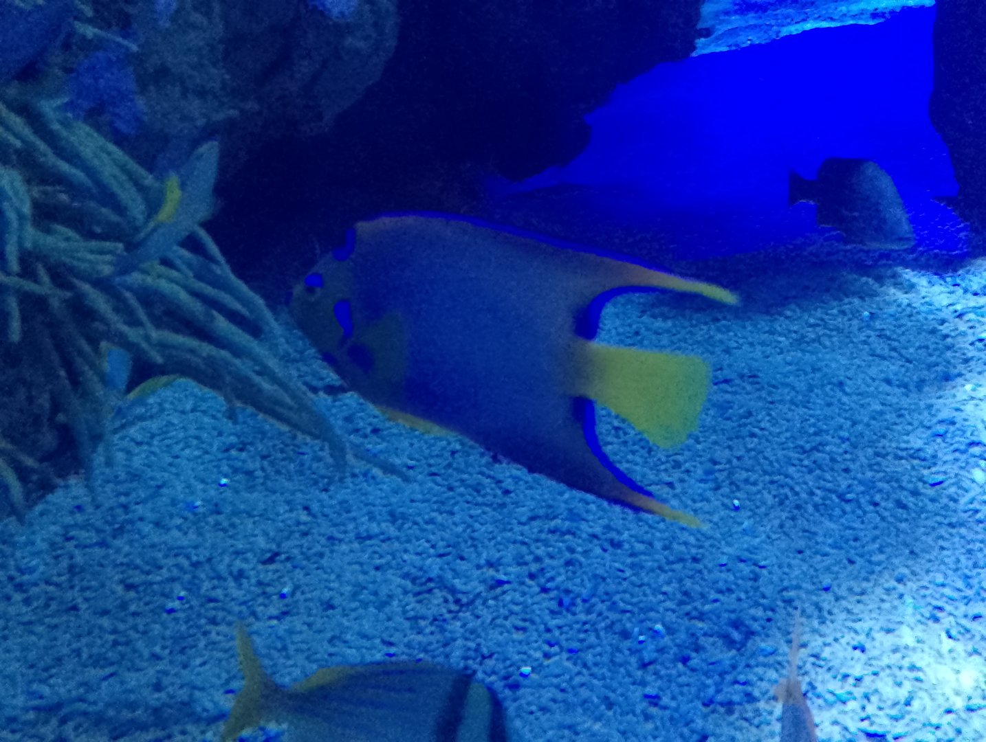 Queen angelfish