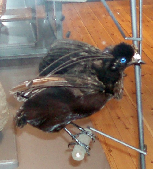 Queen Carola's parotia (Parotia carolae) - taxidermy