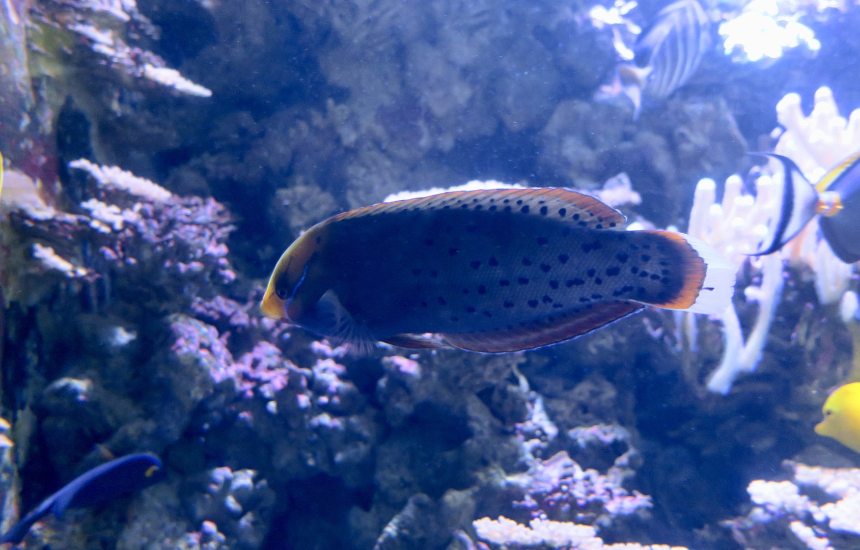 Queen Coris (Coris formosa)