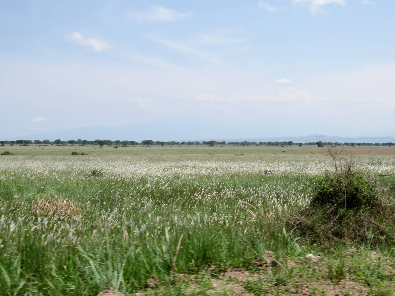 Queen Elizabeth National Park - Grasslands