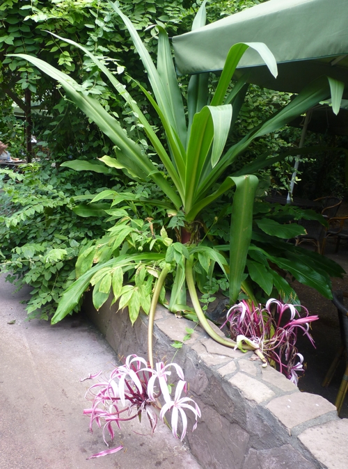 Queen Emma's purple crinum (Crinum procerum)