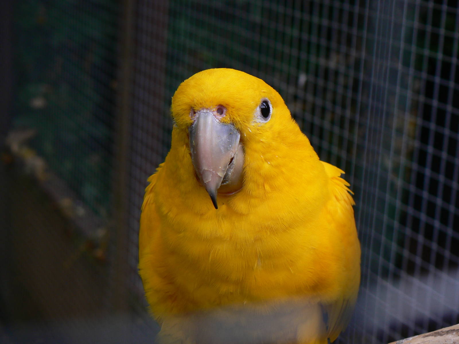 Queen Of Bavaria Conure- 8 October 2015