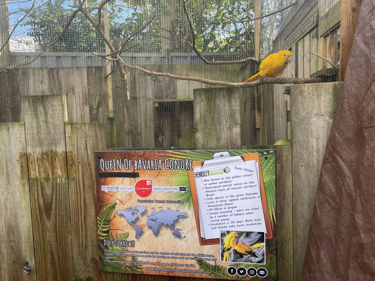 Queen of Bavaria Conure Aviary