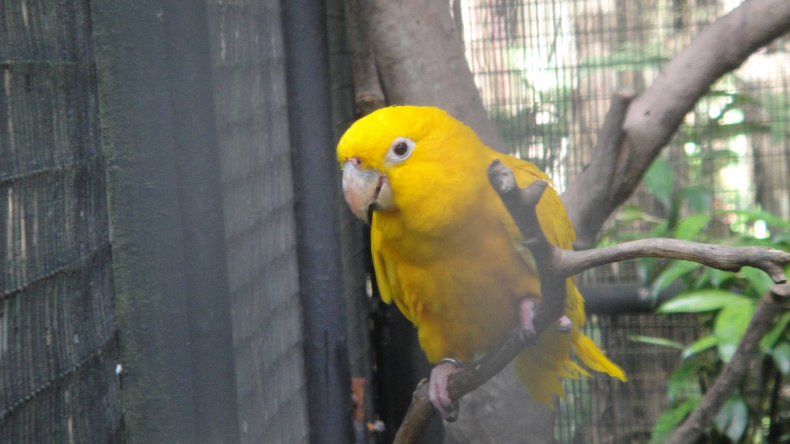 Queen of Bavaria Conure (Guaruba guarouba)