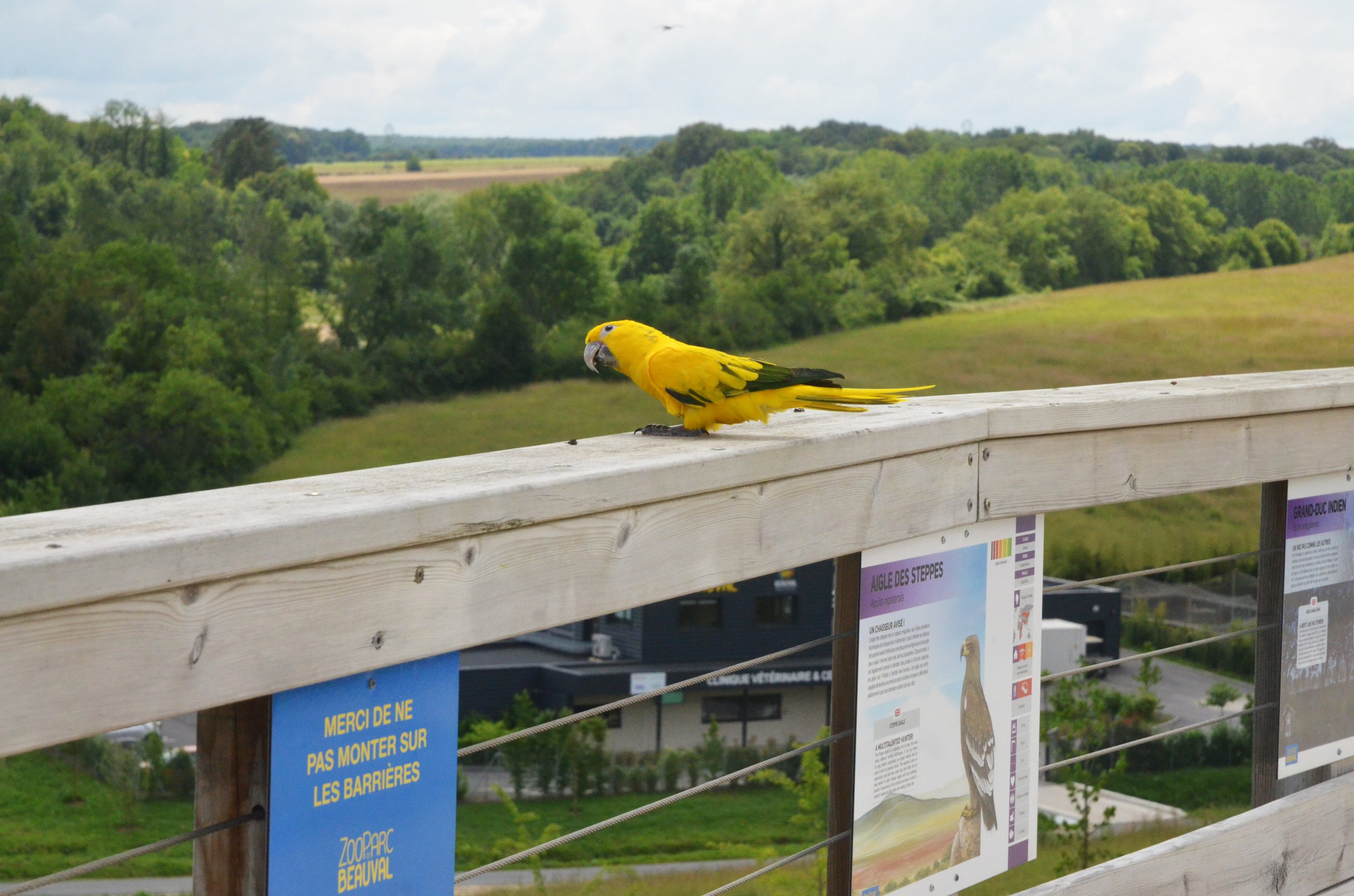 Queen of Bavaria Conure - Les Maîtres des Airs at Beauval, 12/06/18