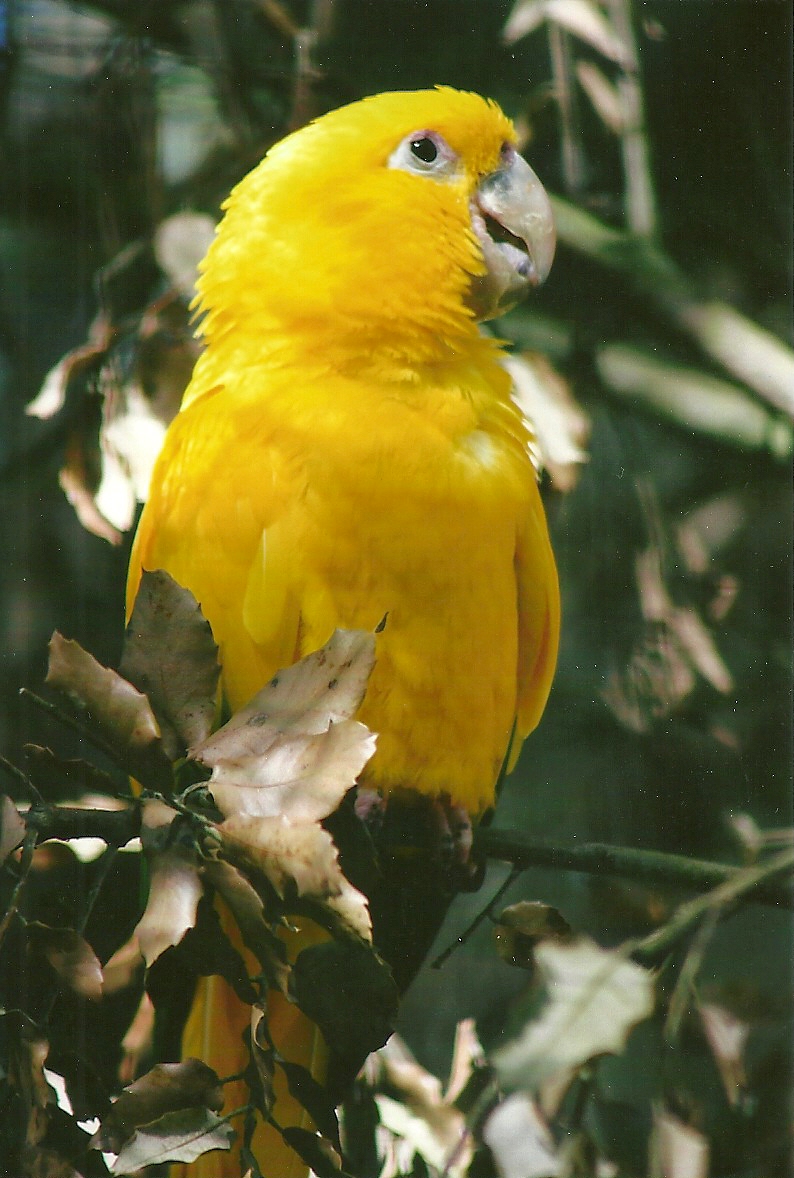 Queen of Bavaria's Conure 13th September 2012