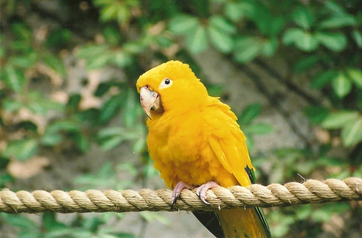 Queen of Bavaria's Conure, 27th April 2007