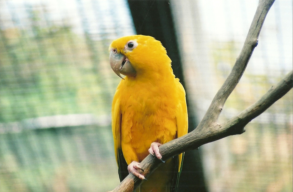 Queen of Bavaria's Conure, 29th April 2007