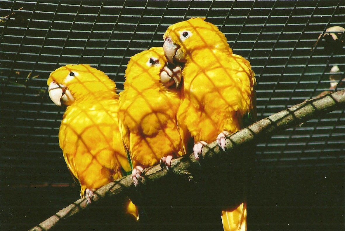 Queen of Bavaria's Conures 13th September 2012