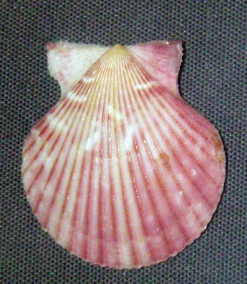 Queen Scallop (Aequipecten opercularis)