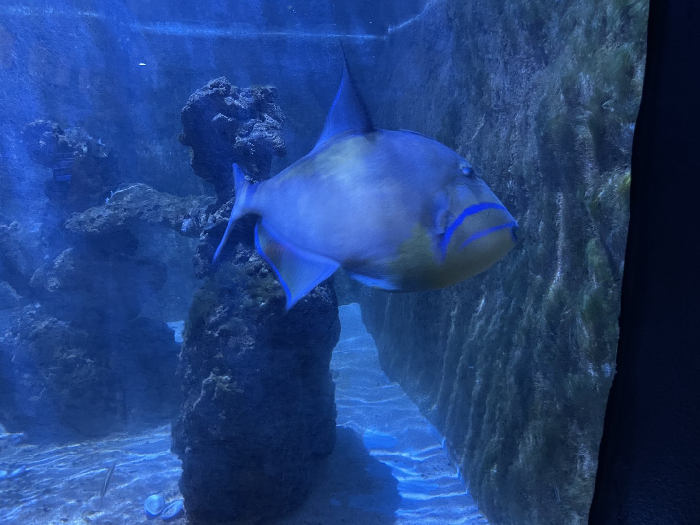 Queen triggerfish (1/2/24)