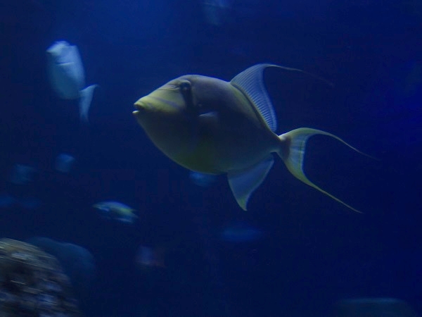 Queen triggerfish (Balistes vetula)