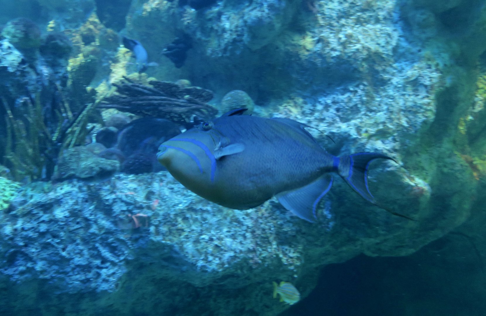 Queen Triggerfish (Balistes vetula)