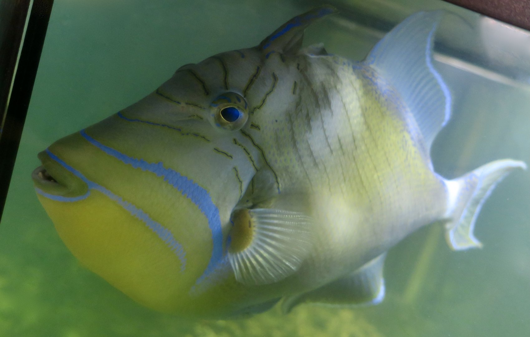 Queen Triggerfish (Balistes vetula)
