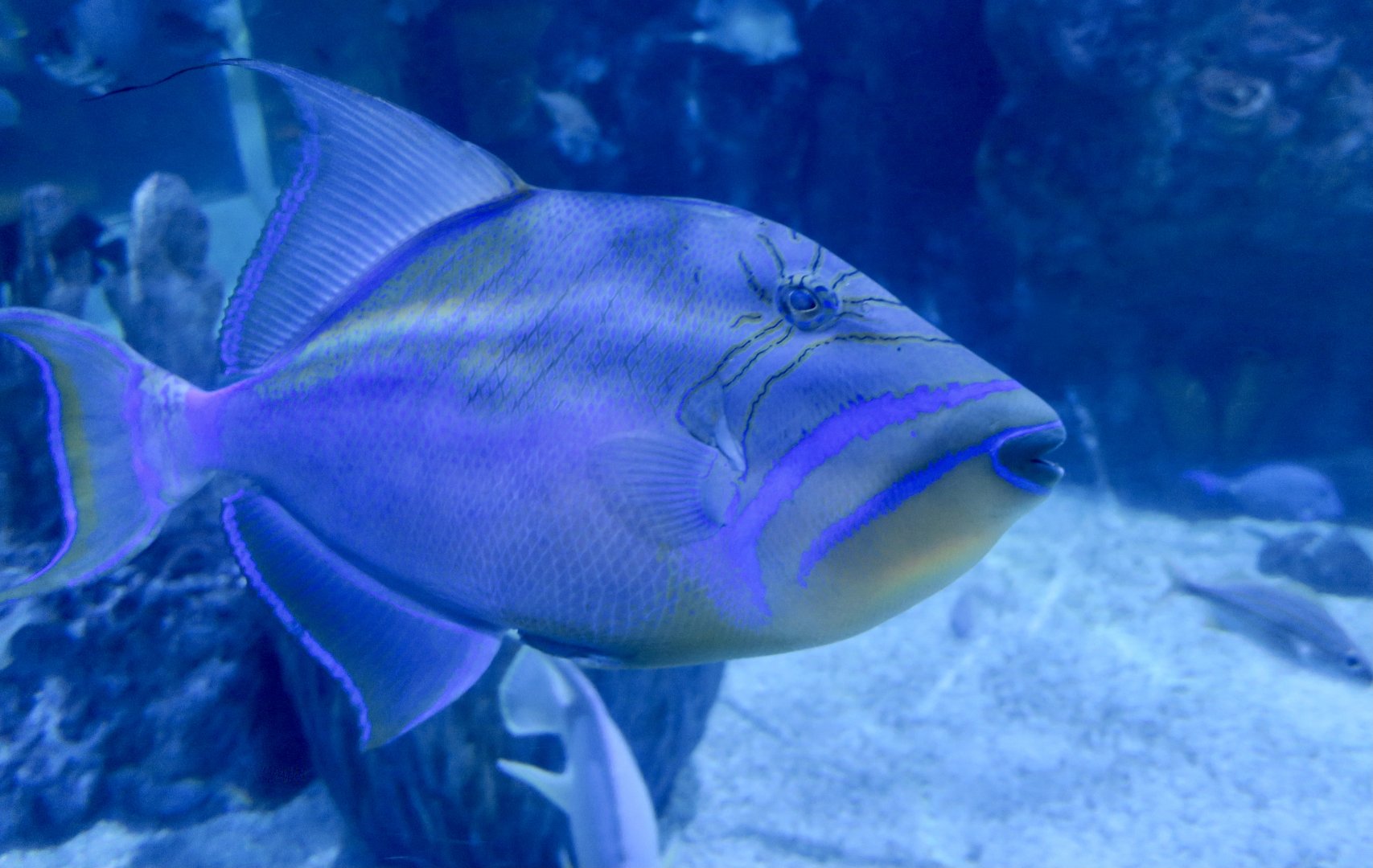 Queen Triggerfish (Balistes vetula)