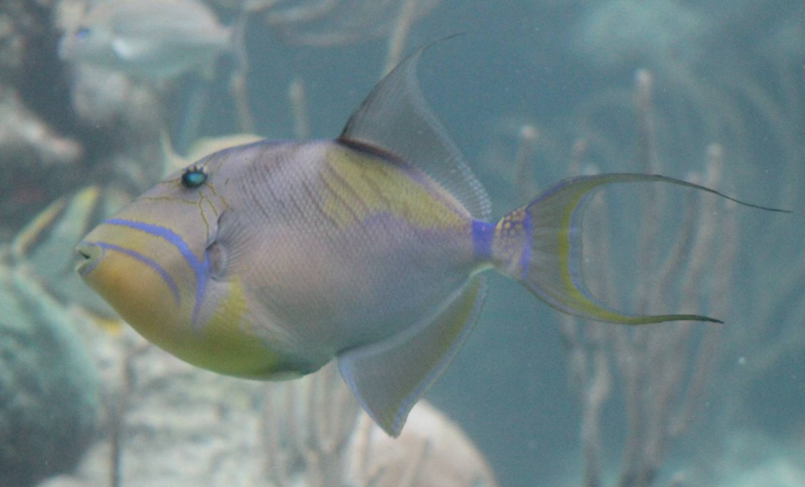 Queen triggerfish