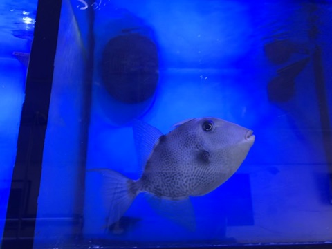 Queen triggerfish